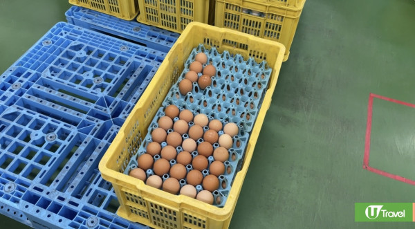 【旅人指南針】揭秘日本雞蛋工場處理全過程 一日約40萬隻！拆解日本蛋5大迷思 