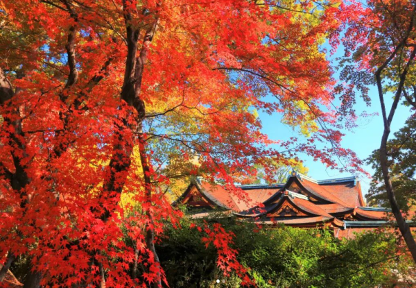 日本紅葉2023｜新宿御苑紅葉祭5大亮點率先看！200米梧桐大道、紅葉山結合光影效果 
