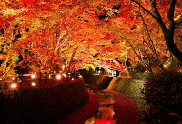 日本紅葉2023｜新宿御苑紅葉祭5大亮點率先看！200米梧桐大道、紅葉山結合光影效果 