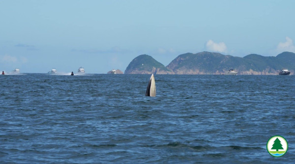 深水灣鯨魚｜繼7月西貢後本港水域再現鯨魚 暫未能確定品種