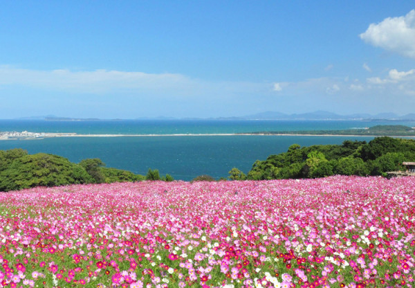 日本自由行2024 | 九州福岡粉紅花海10月初夢幻登場 盛開至11月下旬！多達約80萬棵 
