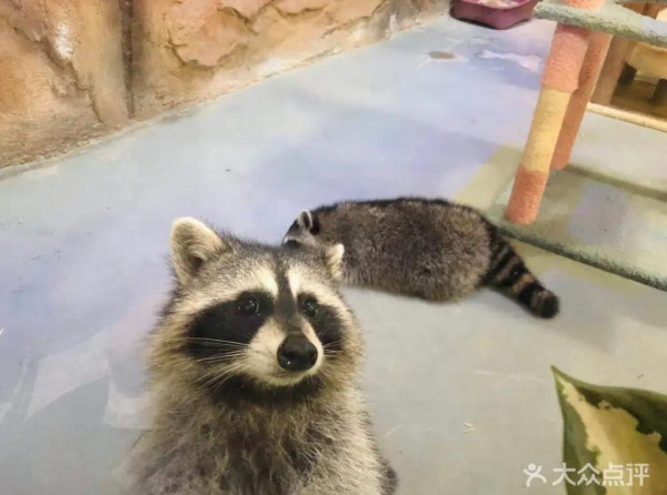 深圳親子好去處｜12大最新深圳親子一日遊推介 室內動物園／滑雪場／遊樂場／附深圳親子酒店／兒童牙科 