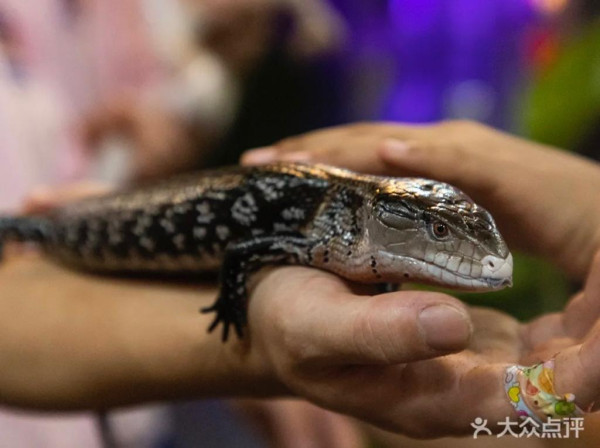 深圳4大室內/戶外動物園！佔地面積大、接觸可愛小動物 