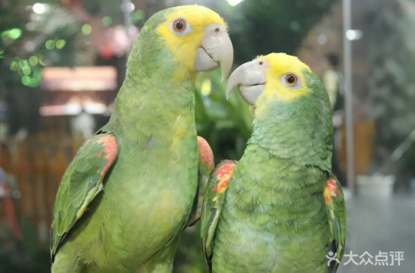 野恩動物樂園(圖片來源:大眾點評官方圖片) 野恩動物樂園(圖片來源:大眾點評官方圖片)