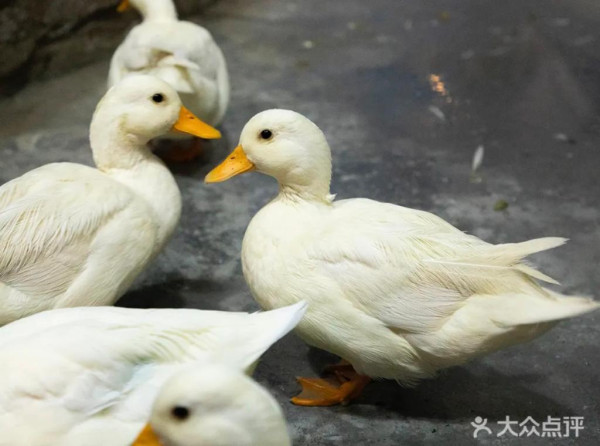 深圳4萬呎室內動物樂園 親子玩足一日！逾100種超萌小動物駐場、可零距離接觸 