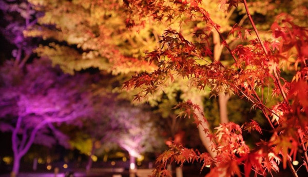 京都二条城大型秋季燈光騷「NAKED FLOWERS 2023 秋」10月尾登場 夜間紅葉點燈+數碼藝術 超浪漫！ 