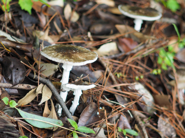 飯後全家中毒兩猝死四送醫 疑誤食「假褐雲斑鵝膏菌」