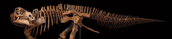 極罕6,600萬年前 幼年鈎鼻龍 10月登陸香港蘇富比拍賣
