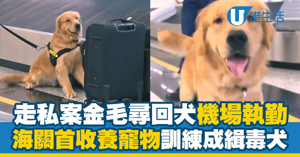 走私案金毛尋回犬機場執勤　海關首收養寵物犬訓練成緝毒犬