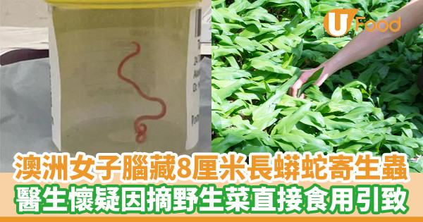 全球首例｜澳洲64歲女腦藏8厘米長蟒蛇寄生蟲 醫生懷疑因摘野生菜直接食用引致