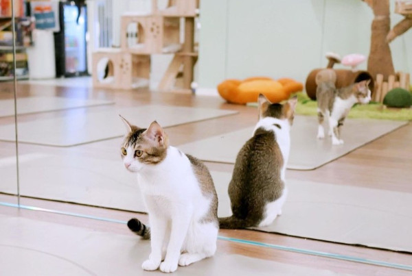 觀塘好去處｜貓奴天堂！觀塘貓貓瑜伽Studio共享空間　貓貓圍住做瑜伽一齊拉筋