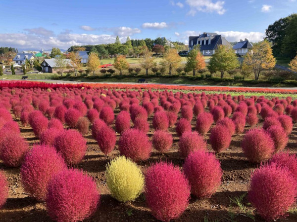 日本自由行2023 | 秋季必賞夢幻火紅色波波草！日本10大掃帚草景點推薦 