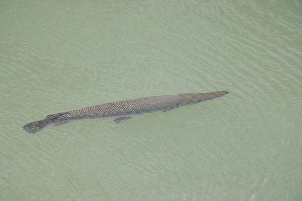 啟德河驚見逾1米長怪魚！疑是入侵物種福鱷 淡水界十大惡魚之一