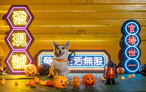 觀塘好去處｜觀塘海濱萬聖節寵物市集　犬隻訓練師駐場教學／LED燈打卡位！