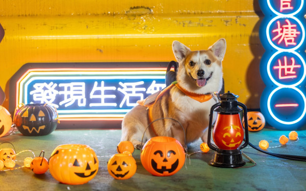 觀塘好去處｜觀塘海濱萬聖節寵物市集　犬隻訓練師駐場教學／LED燈打卡位！