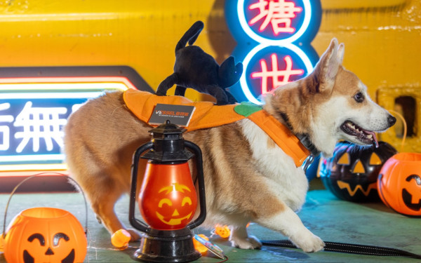 觀塘好去處｜觀塘海濱萬聖節寵物市集　犬隻訓練師駐場教學／LED燈打卡位！