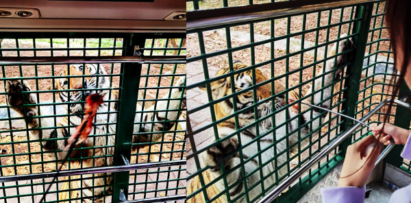 深圳4大室內/戶外動物園！佔地面積大、接觸可愛小動物 