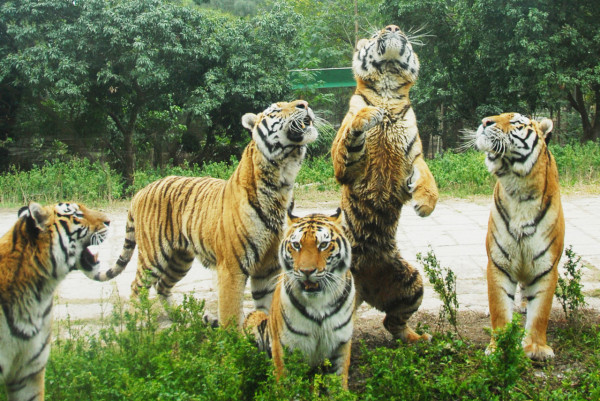 深圳野生動物園（圖片來源：深圳野生動物園）
