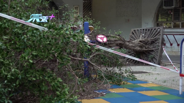 寶琳邨屢受黑雨、颱風重撃 壞街燈、冧樹無人理  居民要摸黑返屋企