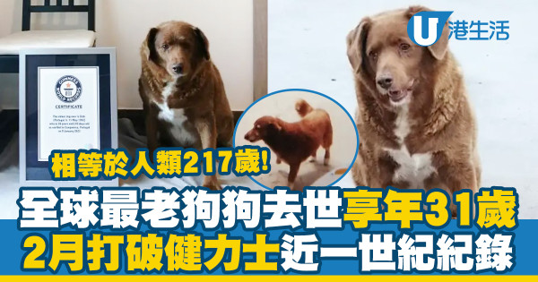 全球最老狗狗去世享年31歲！2月打破健力士紀錄相等於人類217歲