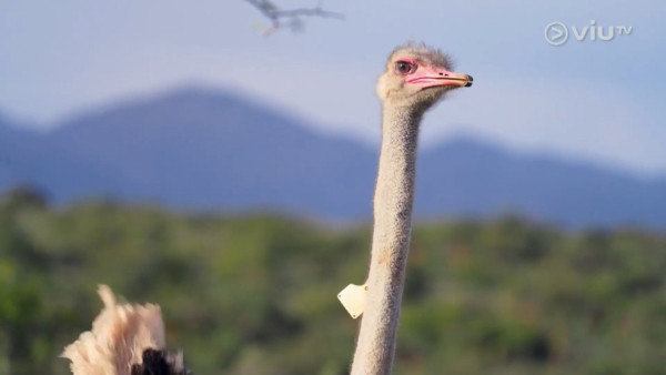 《無制限探險隊》EP6｜Mike導勇悍偷鴕鳥蛋 再上山頂邀南非人大唱獅子山下 