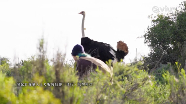 《無制限探險隊》EP6｜Mike導勇悍偷鴕鳥蛋 再上山頂邀南非人大唱獅子山下 