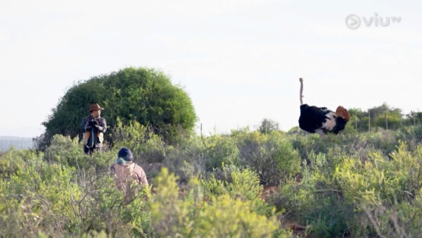 《無制限探險隊》EP6｜Mike導勇悍偷鴕鳥蛋 再上山頂邀南非人大唱獅子山下 