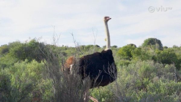 《無制限探險隊》EP6｜Mike導勇悍偷鴕鳥蛋 再上山頂邀南非人大唱獅子山下 