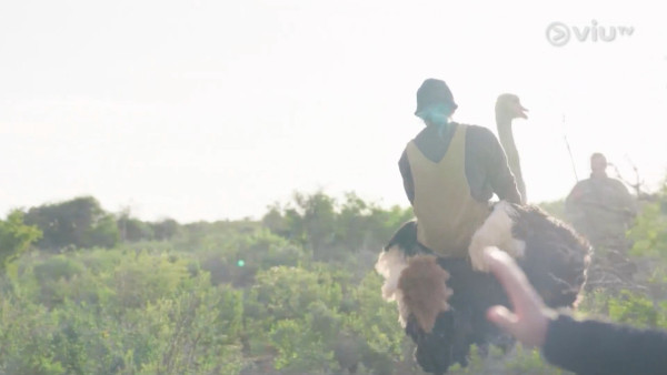 《無制限探險隊》EP6｜Mike導勇悍偷鴕鳥蛋 再上山頂邀南非人大唱獅子山下 