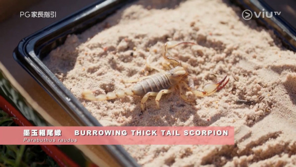 《無制限探險隊》EP6｜Mike導勇悍偷鴕鳥蛋 再上山頂邀南非人大唱獅子山下 