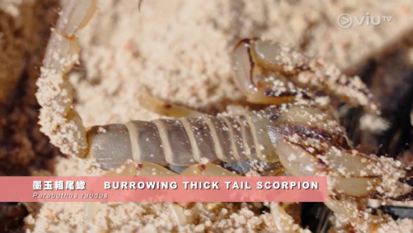 《無制限探險隊》EP6｜Mike導勇悍偷鴕鳥蛋 再上山頂邀南非人大唱獅子山下 