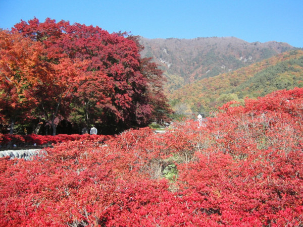日本紅葉2023 | 富士山河口湖紅葉祭2023開催 免費進場!夜間點燈、秋葉走廊超夢幻