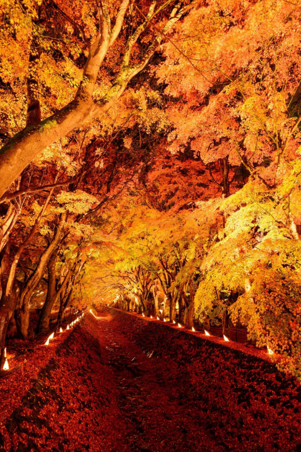 日本紅葉2023 | 富士山河口湖紅葉祭2023開催 免費進場！夜間點燈、秋葉走廊超夢幻 