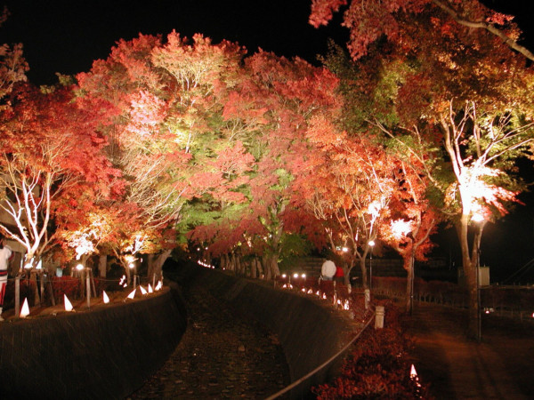 日本紅葉2023 | 富士山河口湖紅葉祭2023開催 免費進場！夜間點燈、秋葉走廊超夢幻 