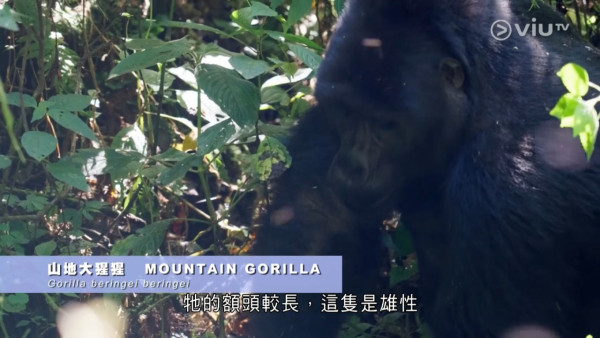 《無制限探險隊》EP8｜20小時車程走入熱帶雨林  追蹤山地大猩猩／非洲白犀牛 