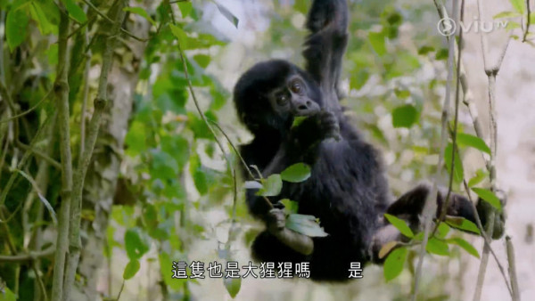 《無制限探險隊》EP10|超嘔心!捉蚊自製非洲劣食食譜 自家製「雙層芝士蚊堡」