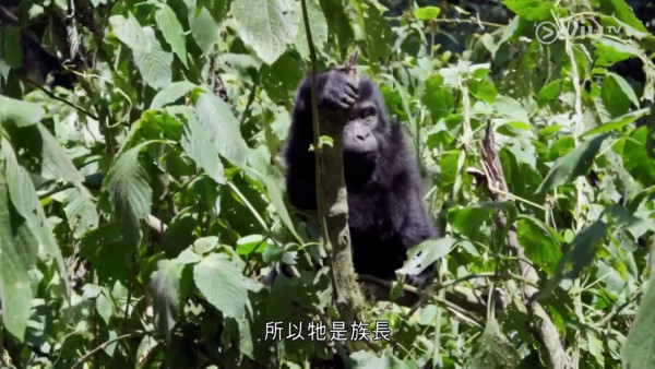 《無制限探險隊》EP10|超嘔心!捉蚊自製非洲劣食食譜 自家製「雙層芝士蚊堡」