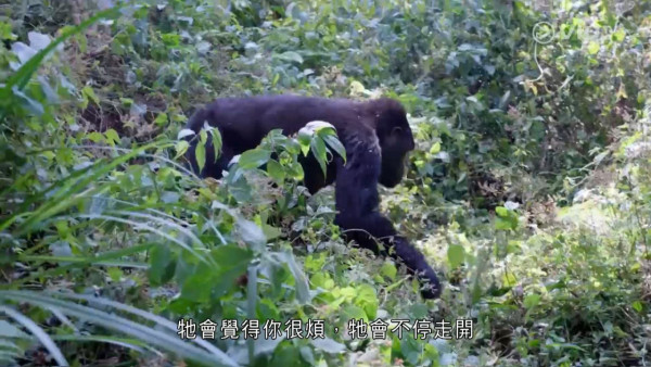 《無制限探險隊》EP8｜20小時車程走入熱帶雨林  追蹤山地大猩猩／非洲白犀牛 