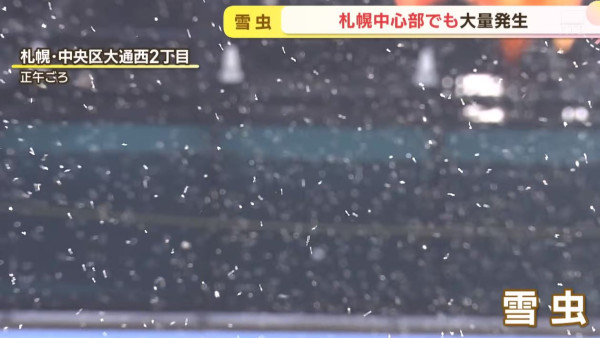 北海道札幌「雪蟲」湧現料持續至11月上旬！專家指一原因令數目比往年暴升10倍 