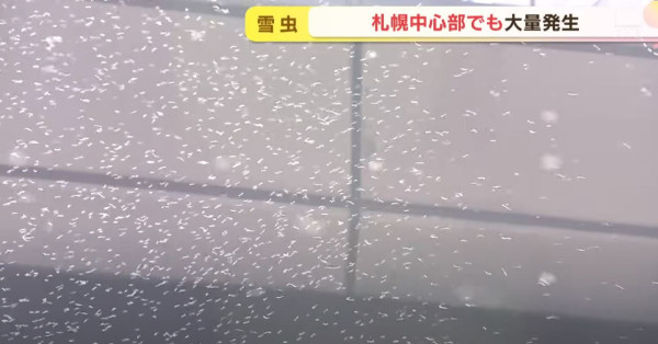 北海道札幌「雪蟲」湧現料持續至11月上旬！專家指一原因令數目比往年暴升10倍 