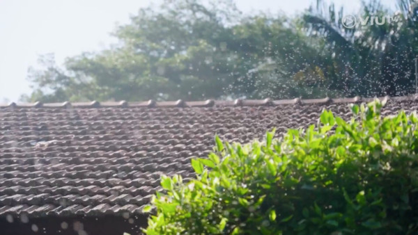 《無制限探險隊》EP10|超嘔心!捉蚊自製非洲劣食食譜 自家製「雙層芝士蚊堡」