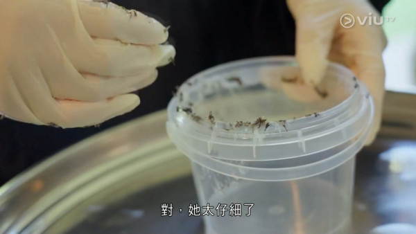 《無制限探險隊》EP10|超嘔心!捉蚊自製非洲劣食食譜 自家製「雙層芝士蚊堡」