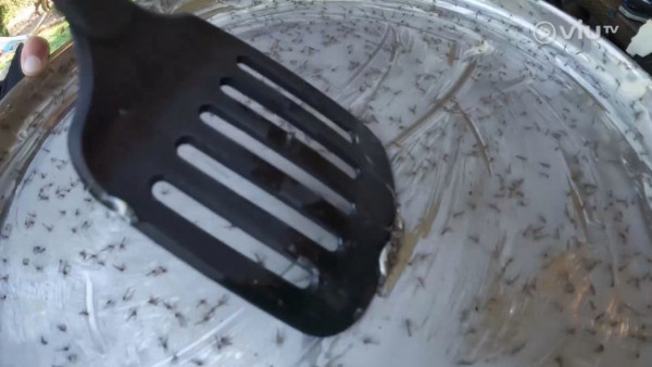 《無制限探險隊》EP10|超嘔心!捉蚊自製非洲劣食食譜 自家製「雙層芝士蚊堡」