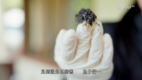 《無制限探險隊》EP10|超嘔心!捉蚊自製非洲劣食食譜 自家製「雙層芝士蚊堡」