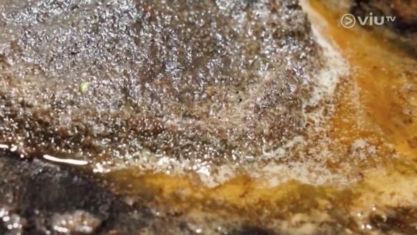 《無制限探險隊》EP10|超嘔心!捉蚊自製非洲劣食食譜 自家製「雙層芝士蚊堡」