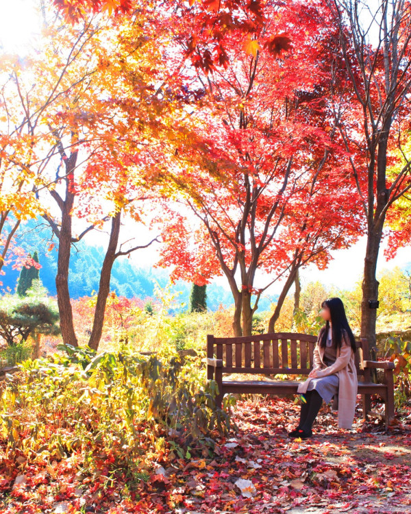 韓國聖誕2023｜首爾近郊晨靜樹木園「五色星光庭園展」  打卡夢幻童話燈光森林／花海隧道 