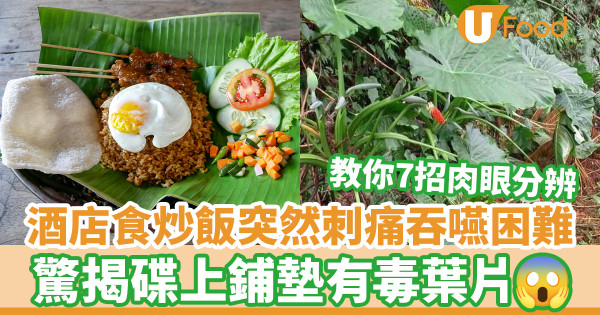 酒店吃炒飯突然刺痛吞嚥困難 驚揭碟上鋪墊有毒葉片／7招肉眼分辨毒葉