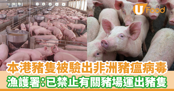 本港豬隻被驗出對非洲豬瘟呈陽性反應　漁護署：已即時禁止有關豬場運出任何豬隻