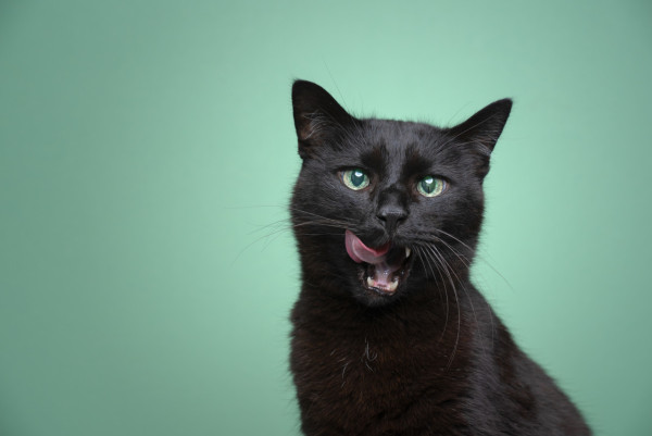 貓不只厭世樣感情豐富！美國研究：貓有接近300種面部表情進行溝通