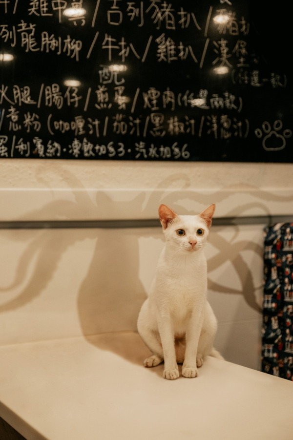 Marvel隊長2｜喵星人或成電影最大宣傳 香港首映推真貓出動惹熱議！